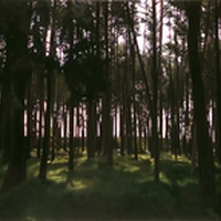 Frank Bauer | Kiefernwald