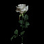 Masaharu Sato | Rose